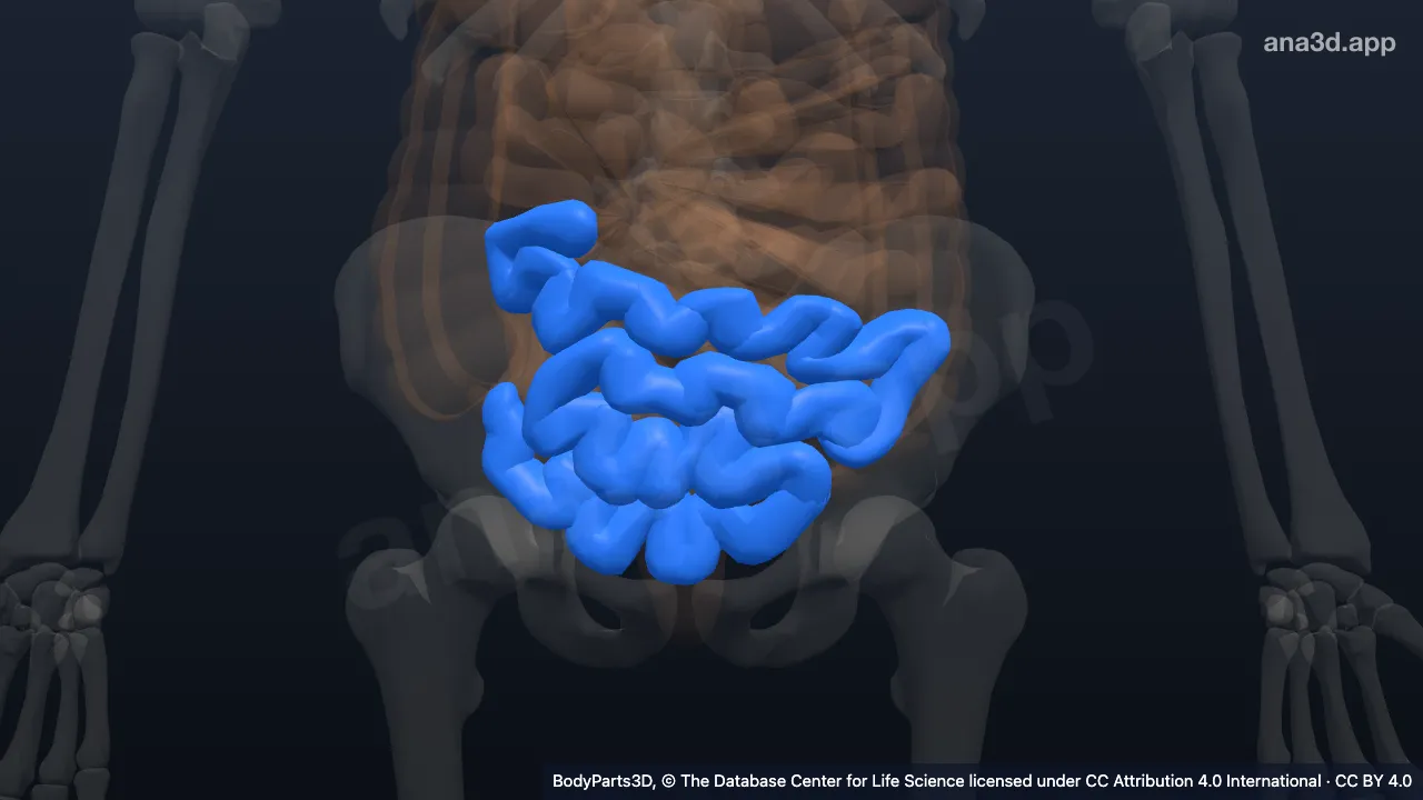 3D model: zone of ileum