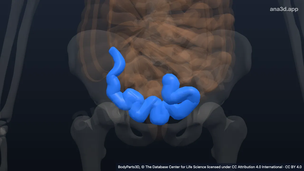 3D model: distal part of ileum