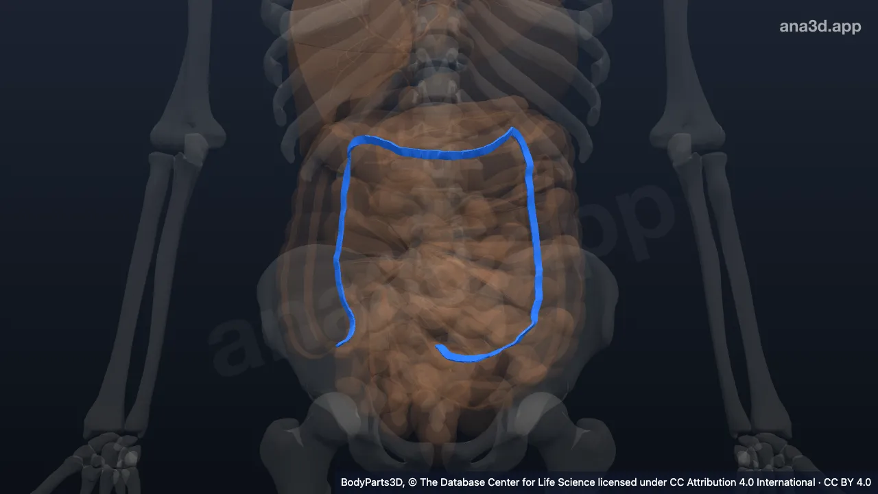Modelo 3D: Tenia mesocólica