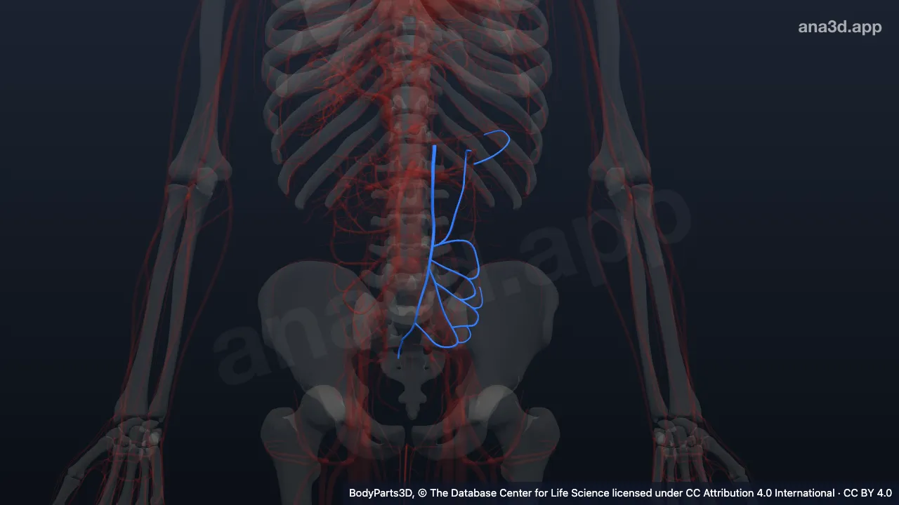 3D-Modell: Zufluss der Vena splenica