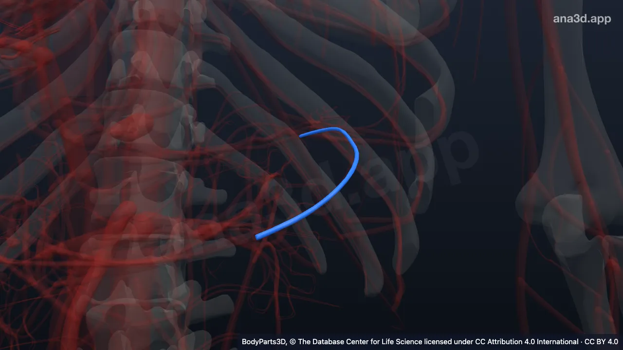 3D model: left gastroepiploic vein