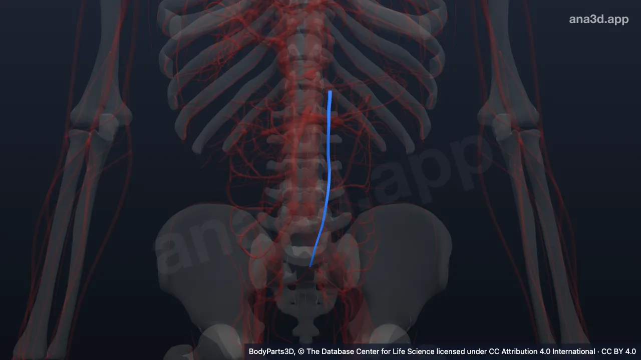 3D-Modell: Vena mesenterica inferior