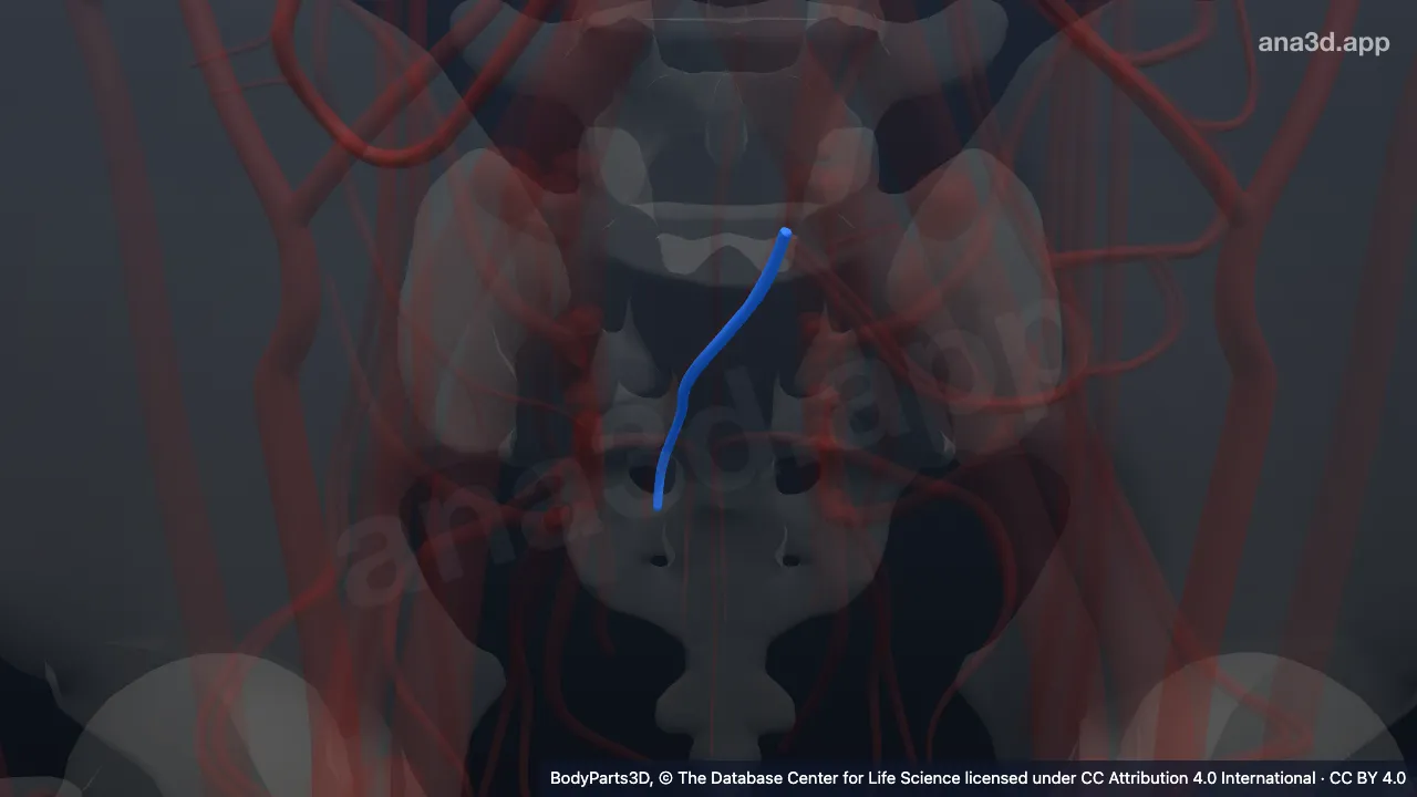 3D model: superior rectal vein