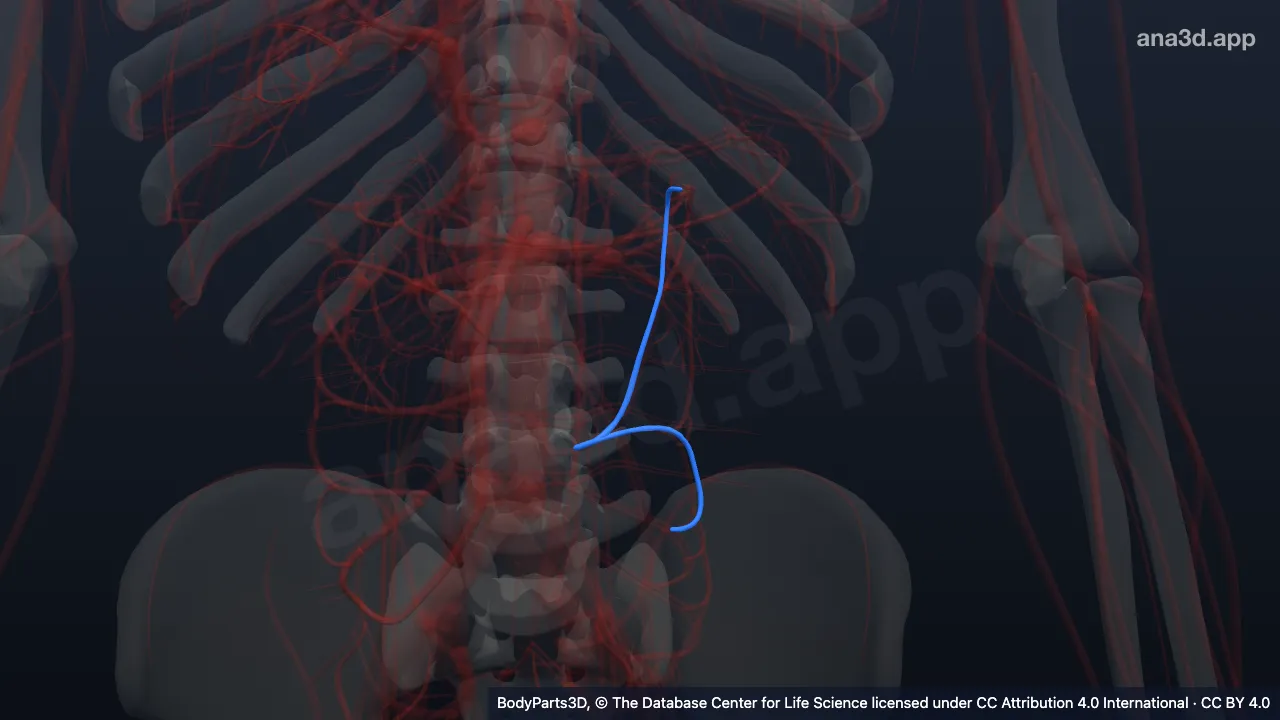 3D model: left colic vein