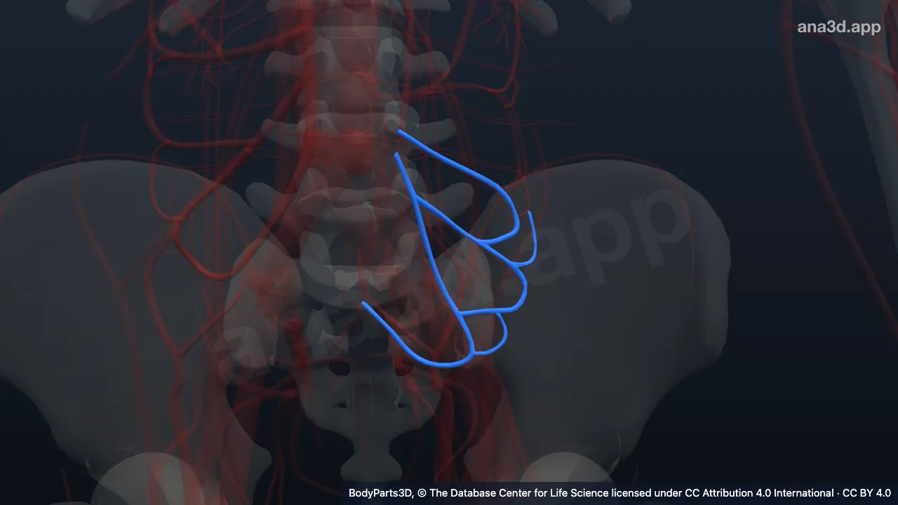 3D-Modell: Vena sigmoidea