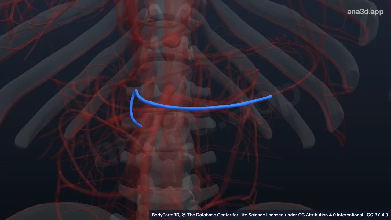 Model 3D: Vena gastroomentalis kanan
