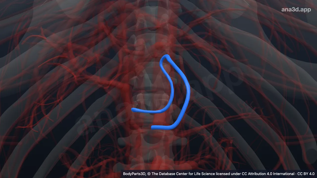 Modèle 3D : Veine gastrique gauche