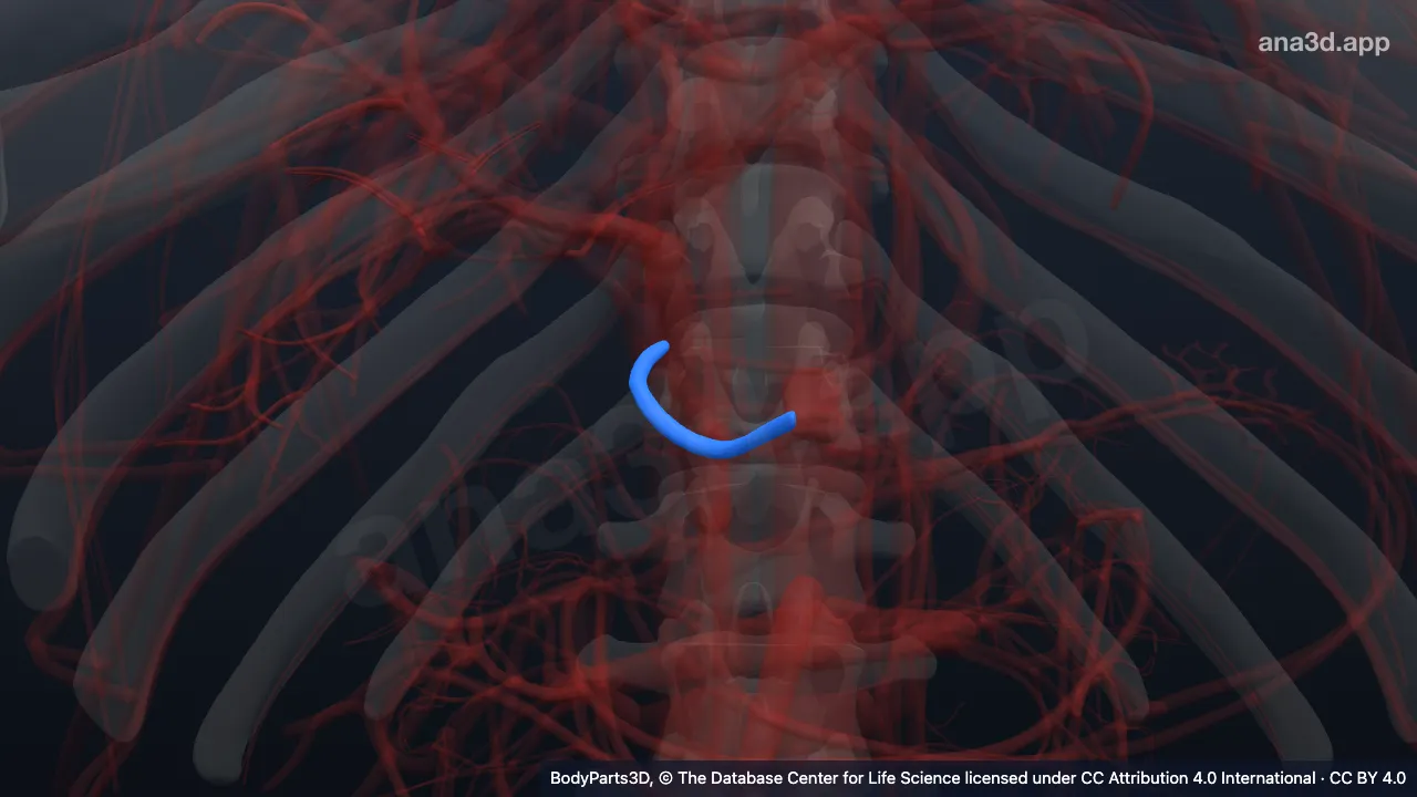 Modèle 3D : Veine gastrique droite