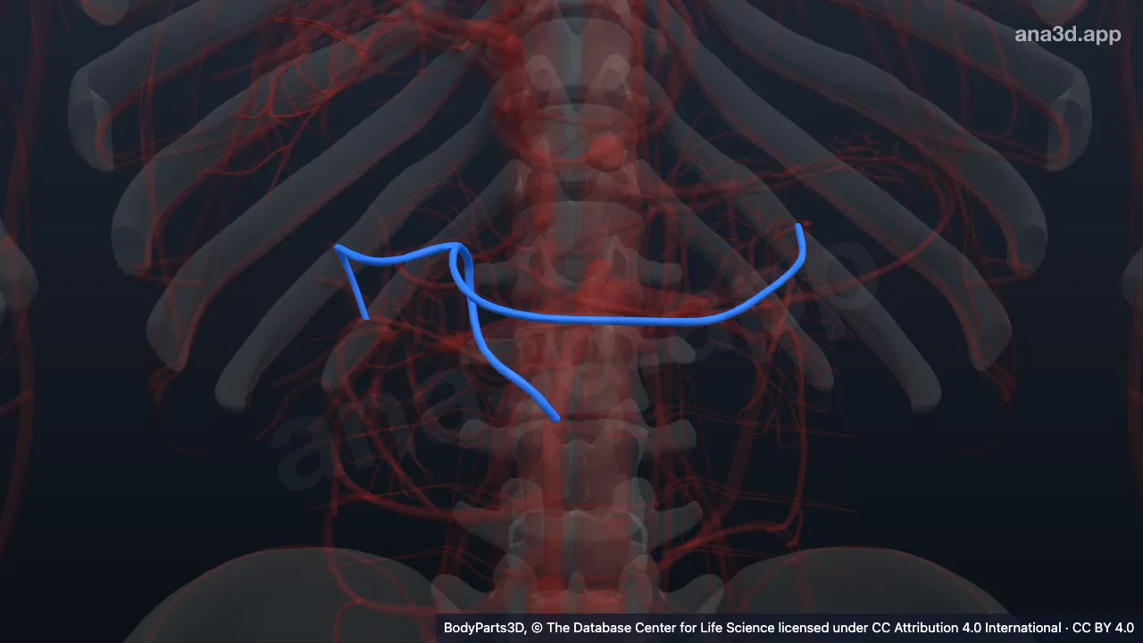3D model: middle colic vein