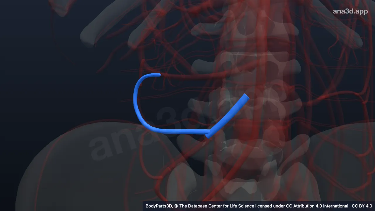 3D-Modell: Vena ileocolica