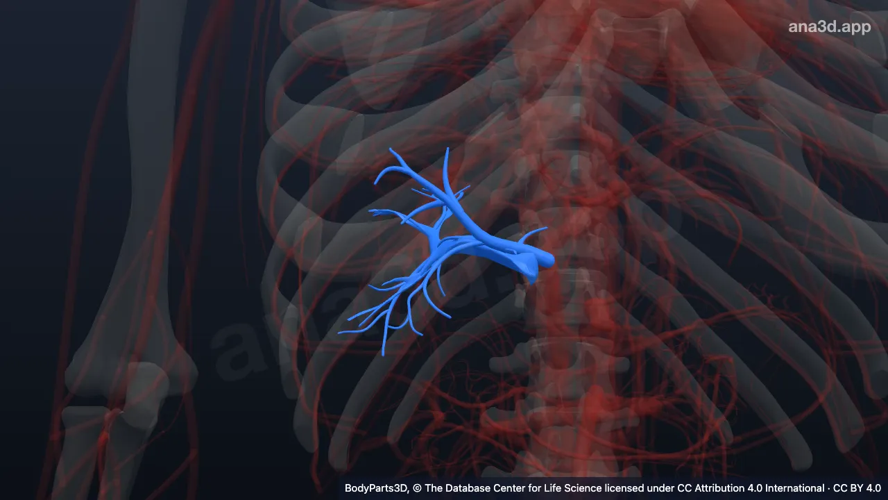 3D model: right portal vein