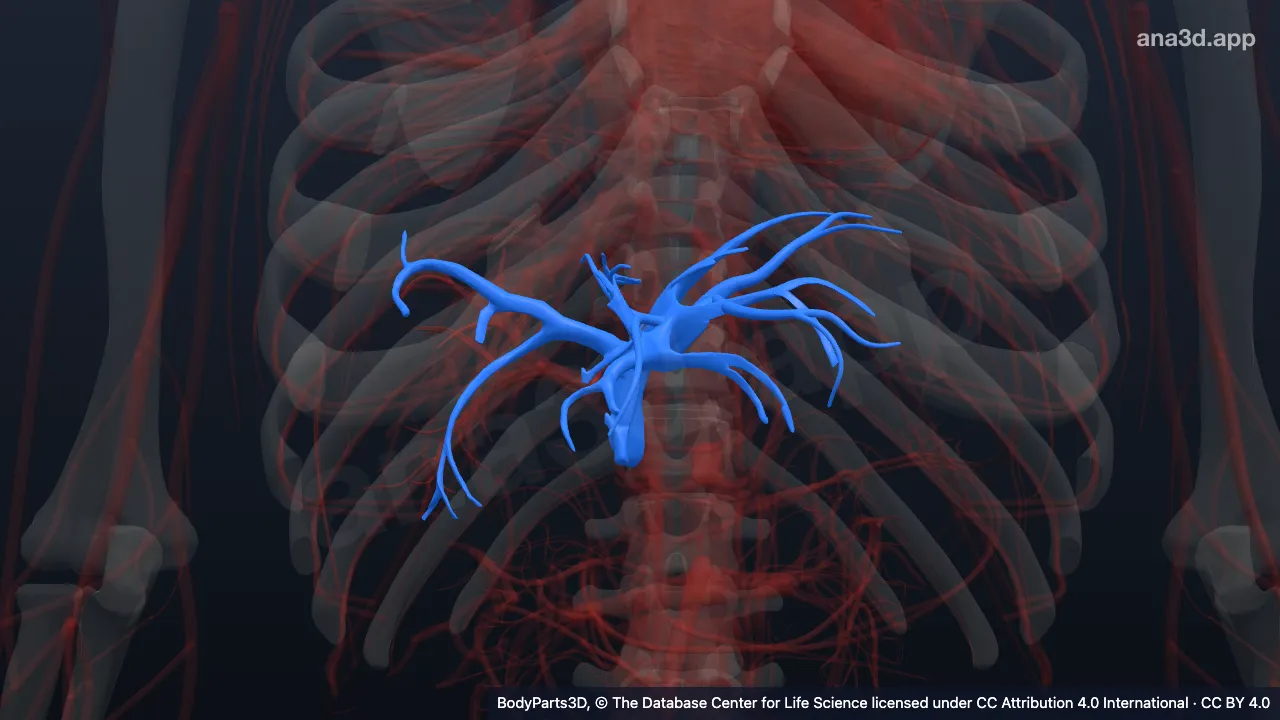 Modelo 3D: Vena porta izquierda
