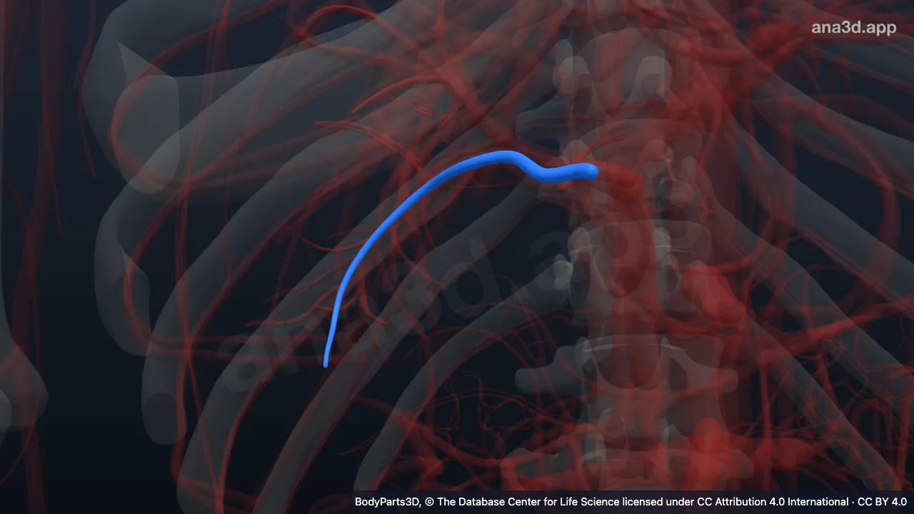 Model 3D: Cabang segmentalis inferior posterior vena porta kanan