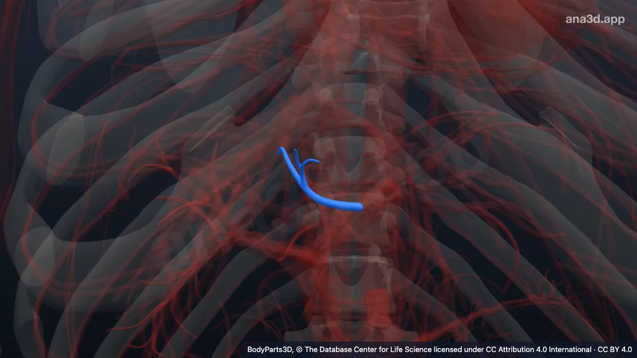 Model 3D: Cabang segmentalis medial superior vena porta kiri