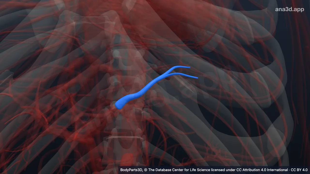 Model 3D: Cabang segmentalis lateral superior vena porta kiri