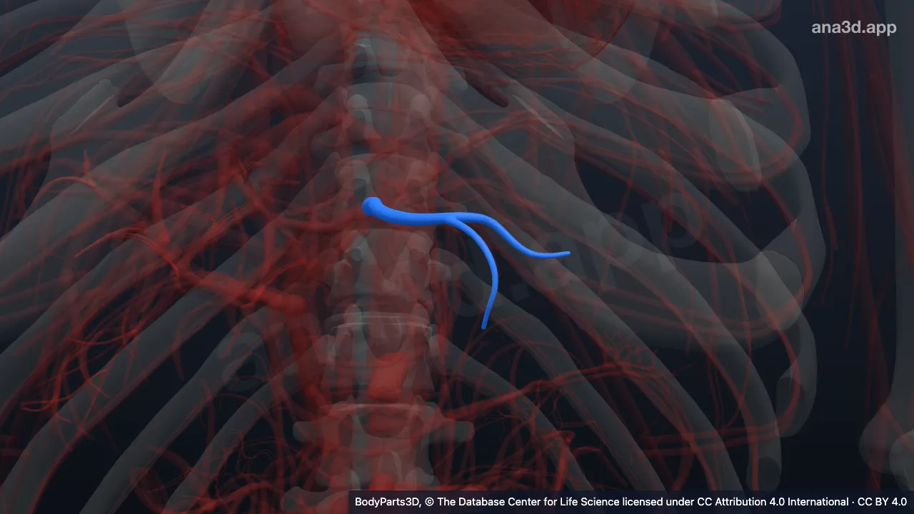 Model 3D: Cabang segmentalis lateral inferior vena porta kiri