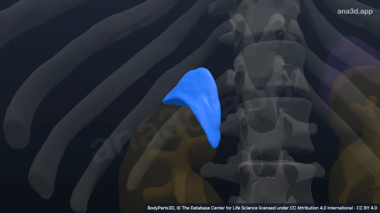 Modelo 3D: Glândula suprarrenal direita