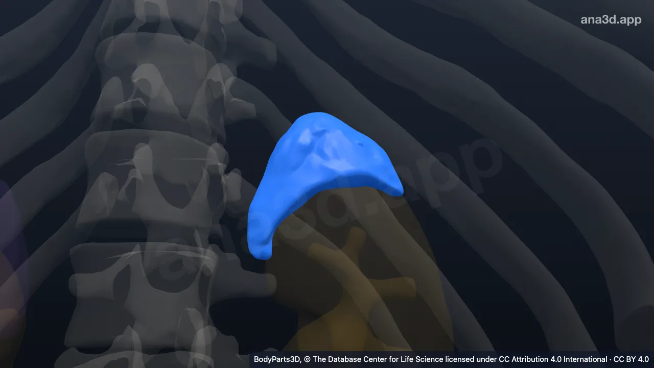 Modèle 3D : Glande surrénale gauche