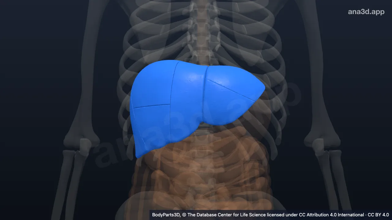3D-Modell: Hepatovenöser Subsektor