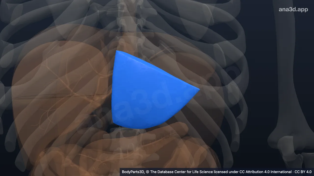 3D model: hepatovenous segment iii