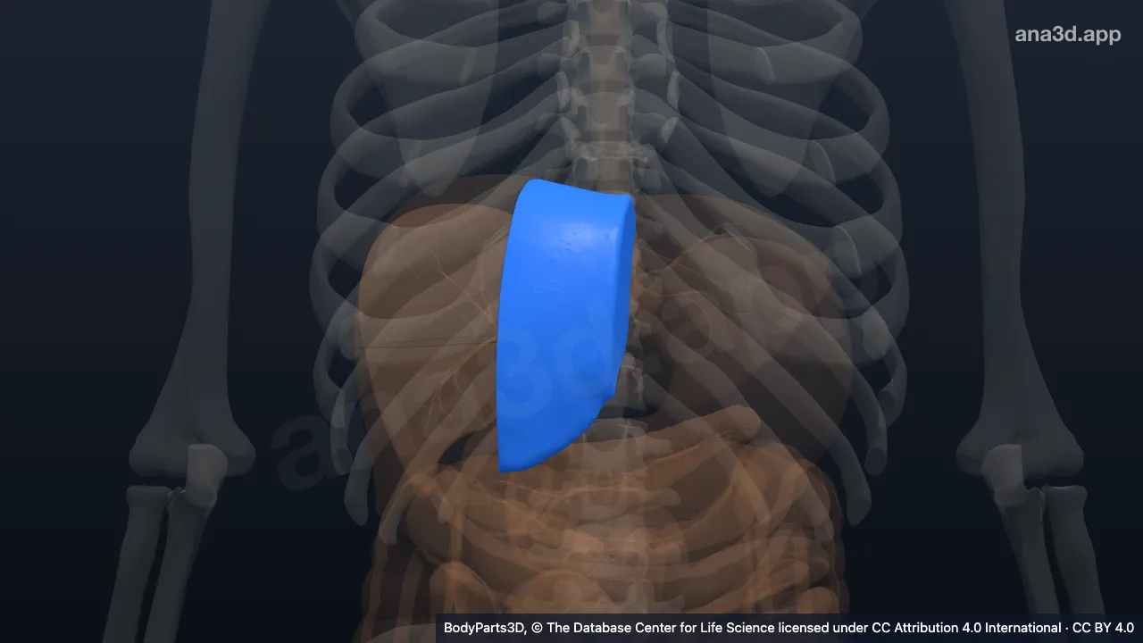 3D-Modell: Hepatovenöses Segment iv