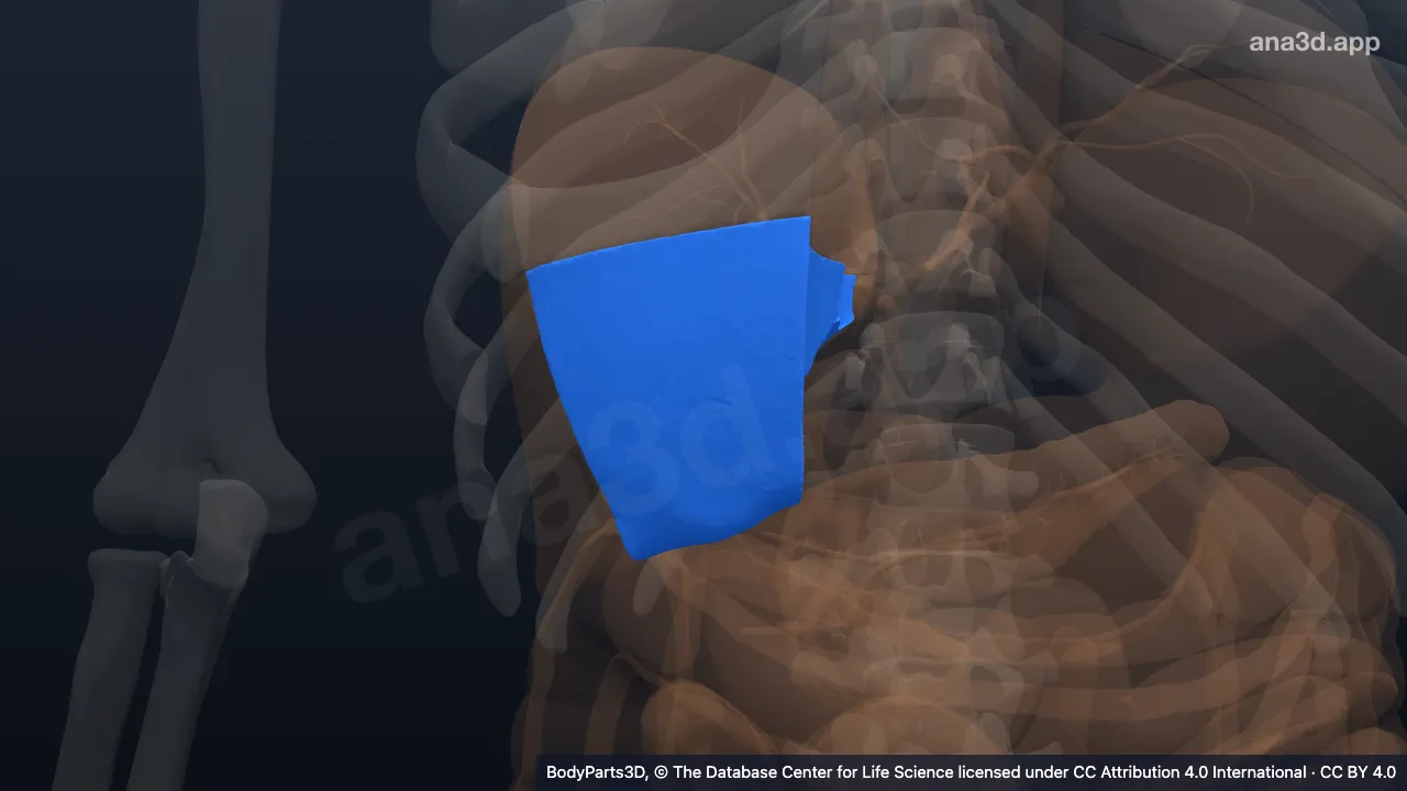 Modelo 3D: Segmento hepatovenoso v