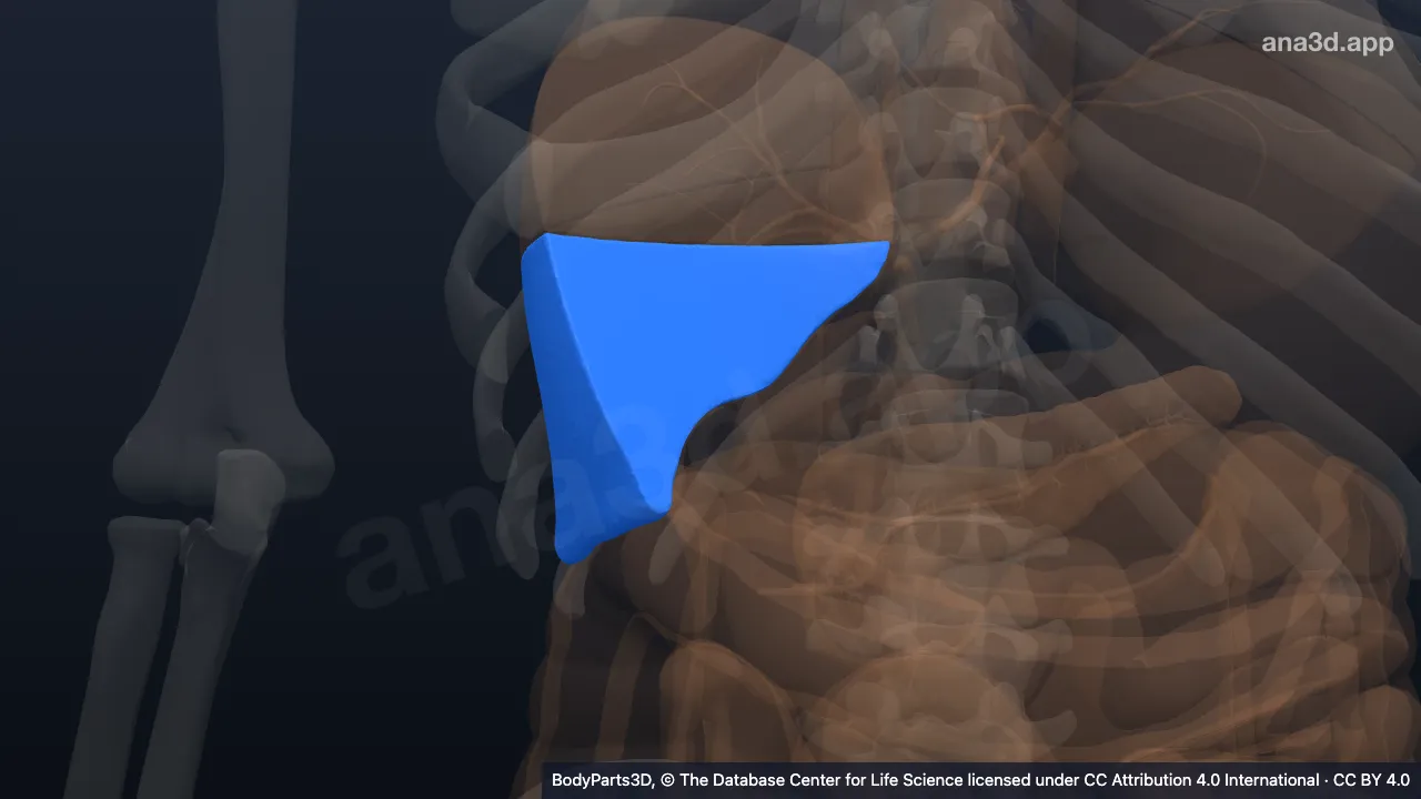 3D model: hepatovenous segment vi