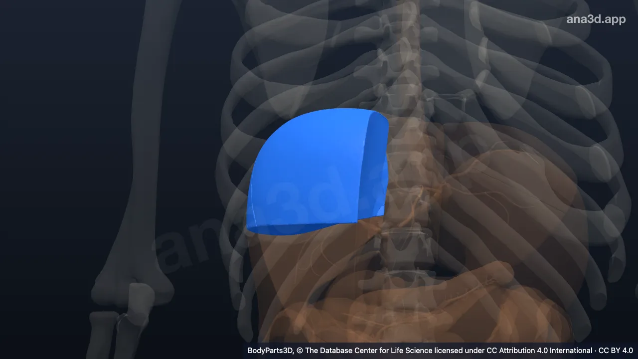 Modelo 3D: Segmento hepatovenoso viii