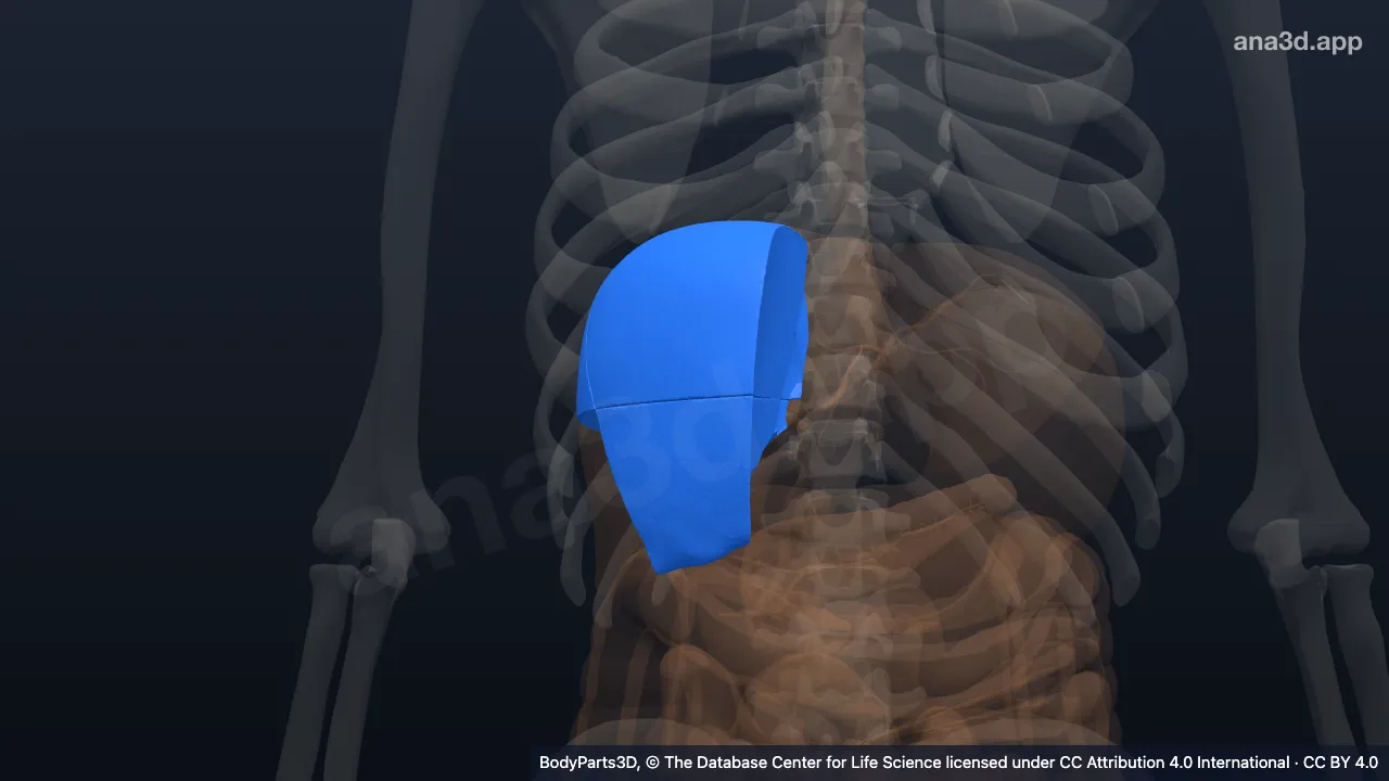 Modelo 3D: Región del sector anterior del hígado derecho (in vivo)