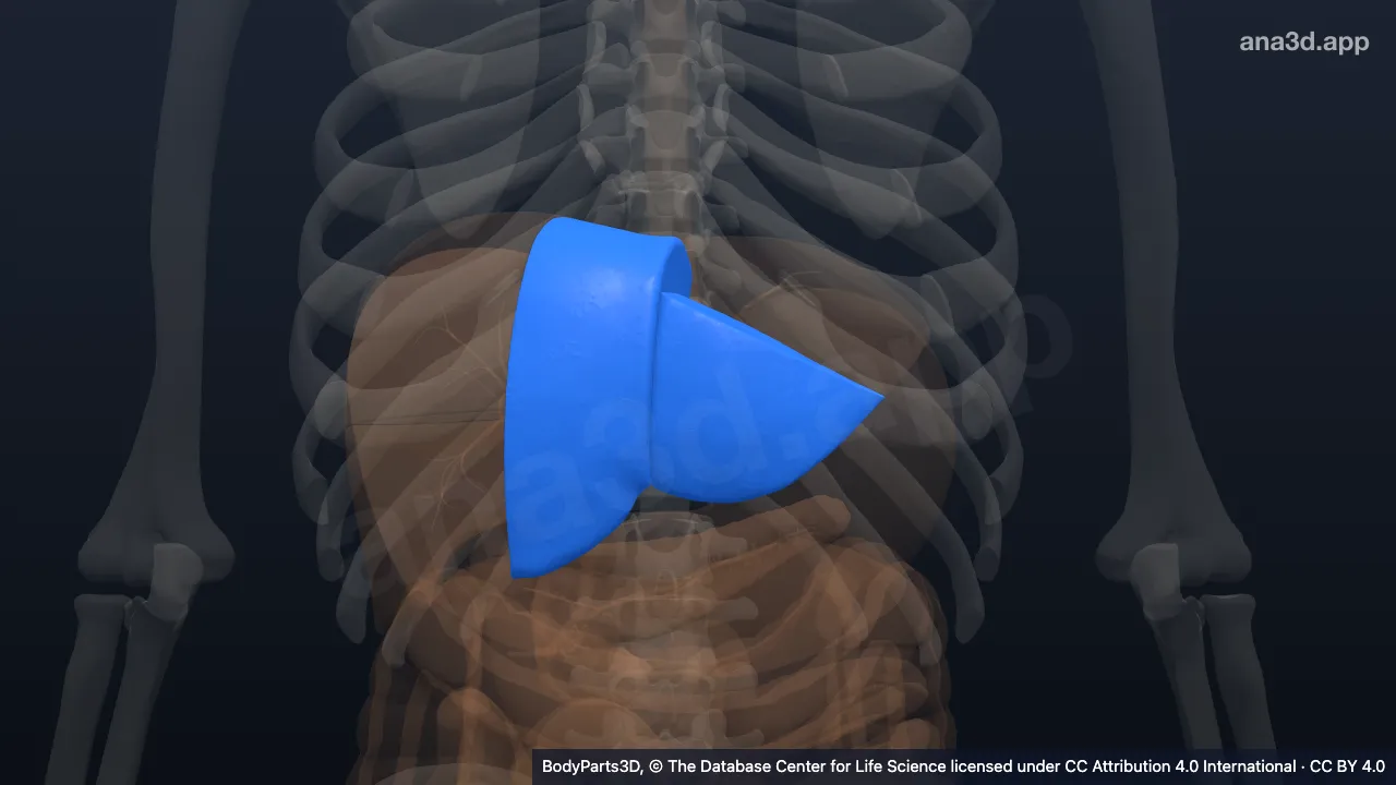 Modelo 3D: Região do setor anterior do fígado esquerdo (in vivo)