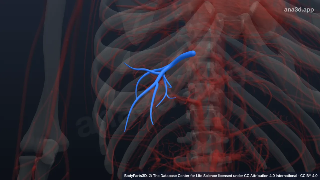 Modelo 3D: Tributaria de la vena hepática derecha