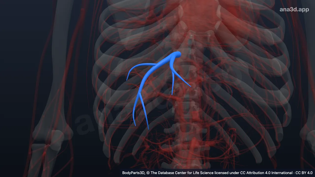 Modelo 3D: Tributaria de la vena hepática media