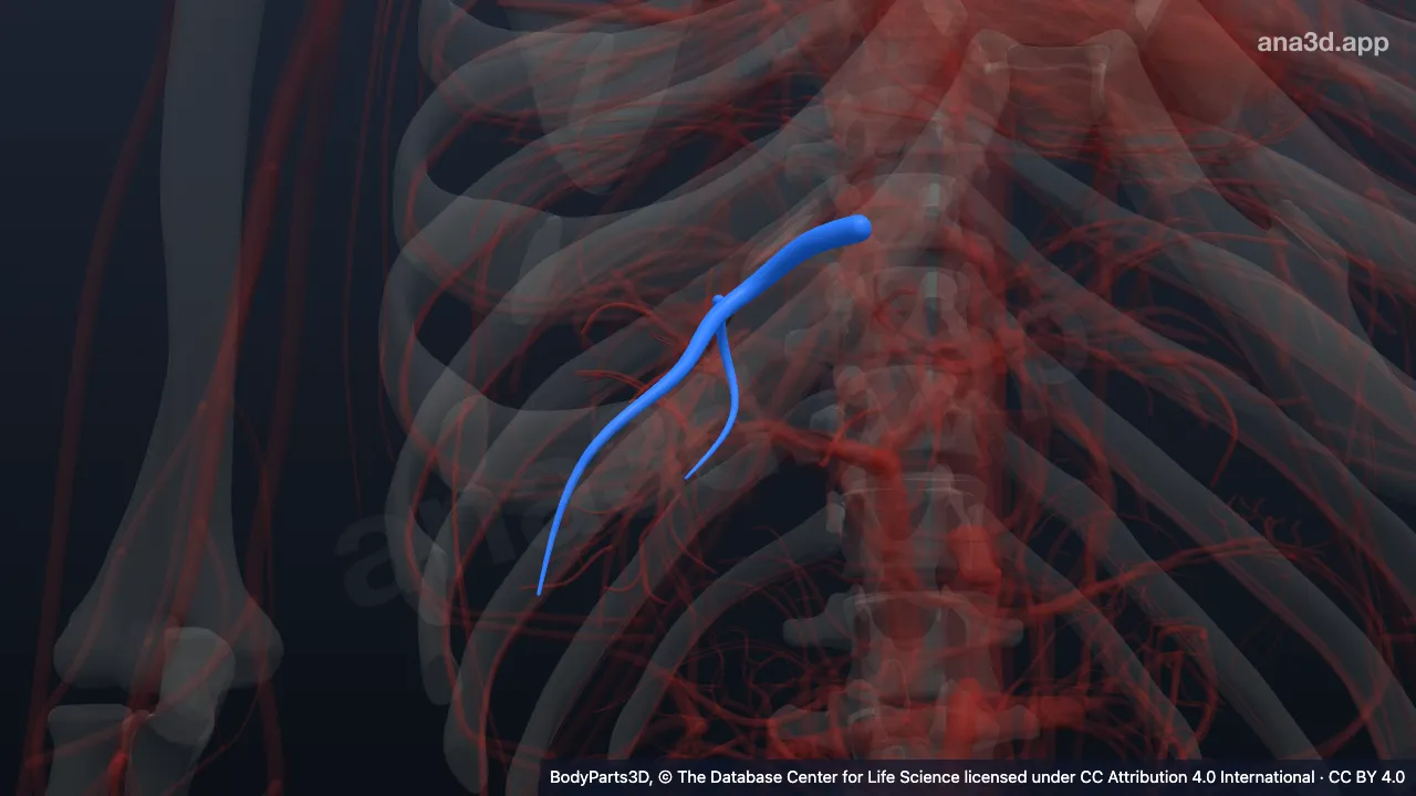 3D-Modell: Hinterer unterer segmentaler Zufluss der rechten Vena hepatica
