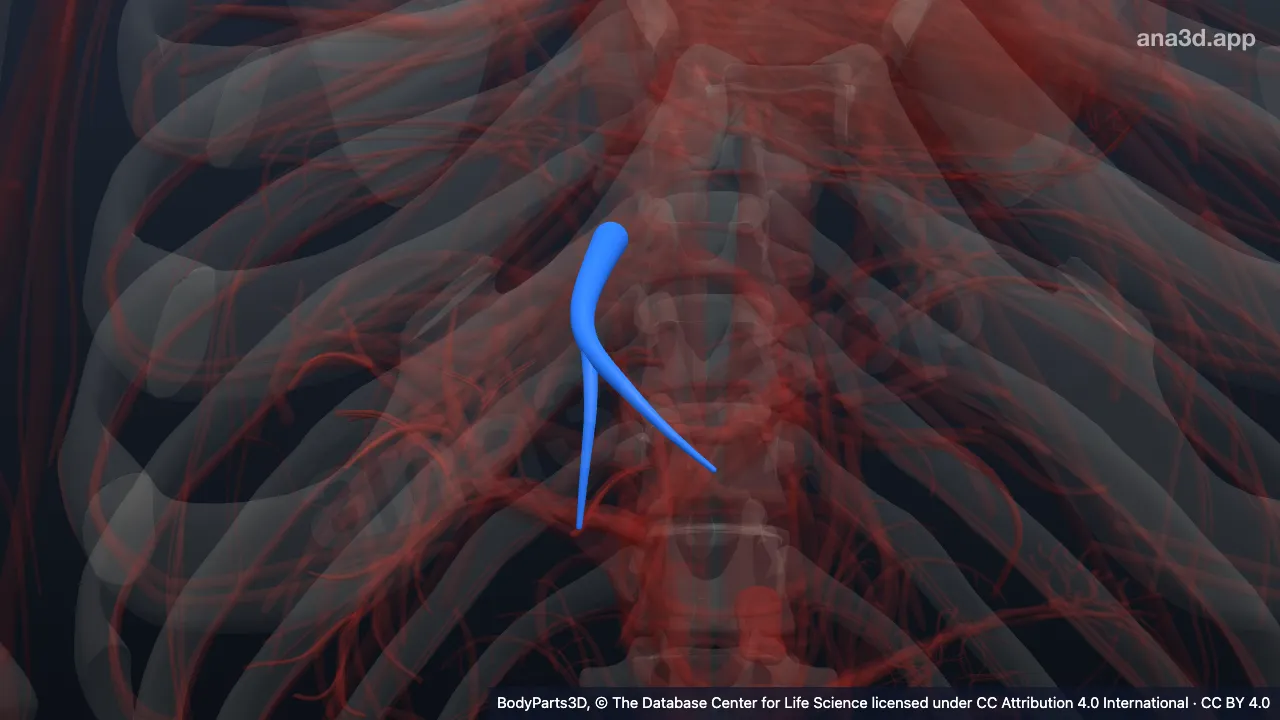 3D-Modell: Medialer unterer segmentaler Zufluss der Vena hepatica intermedia