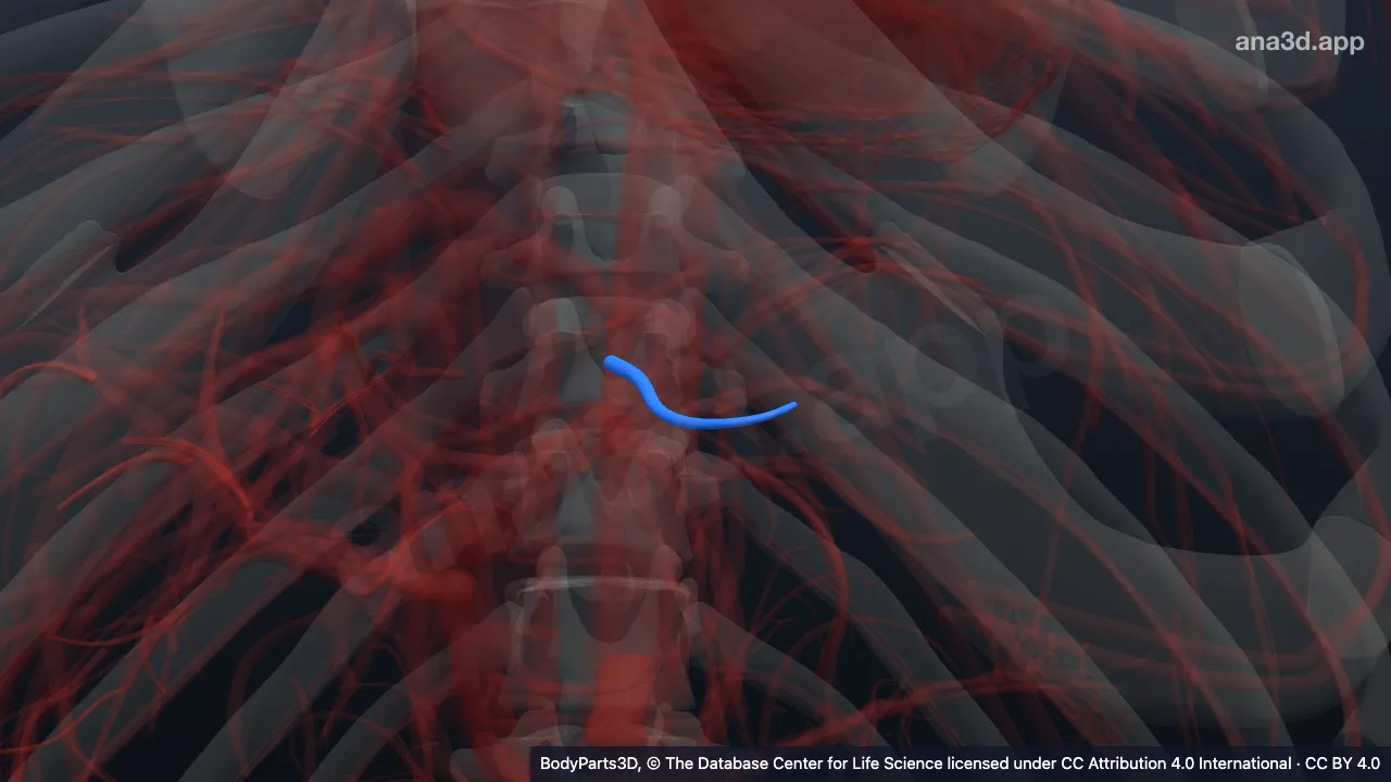 3D model: lateral superior segmental tributary of left hepatic vein
