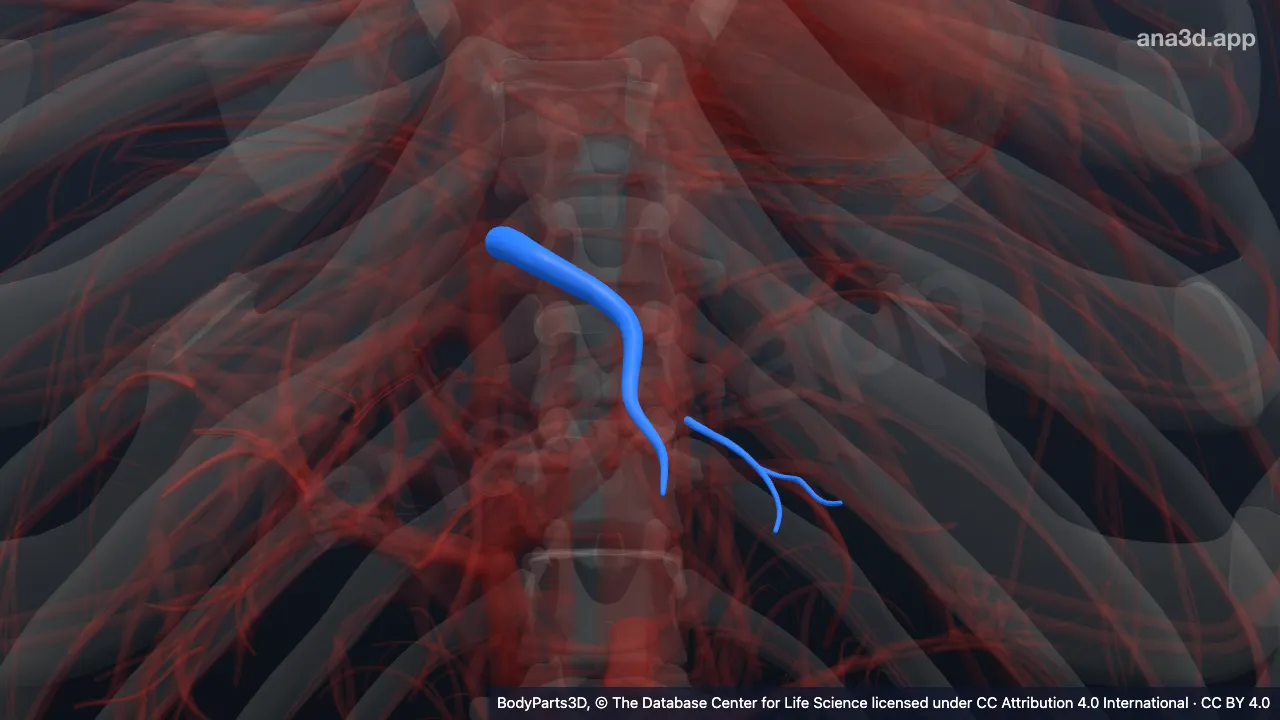 3D-Modell: Lateraler unterer segmentaler Zufluss der linken Vena hepatica