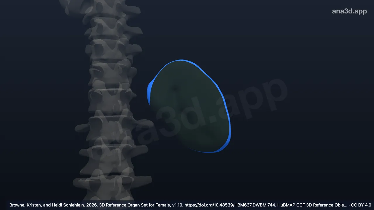 Modelo 3D: Cara diafragmática del bazo