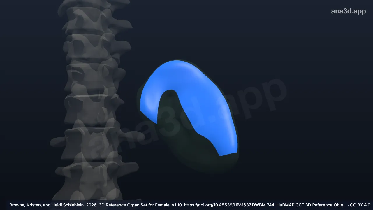 Modèle 3D : Face gastrique de la rate