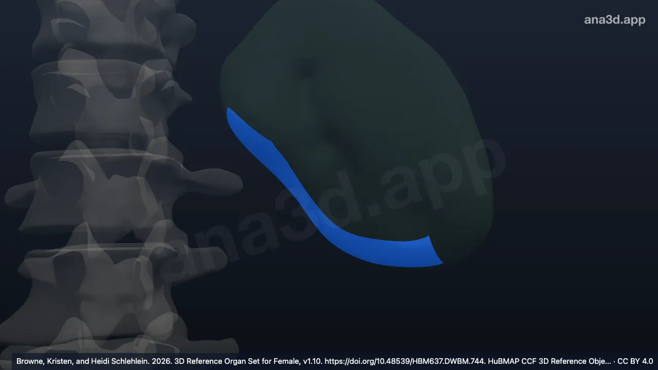Modelo 3D: Face renal do baço