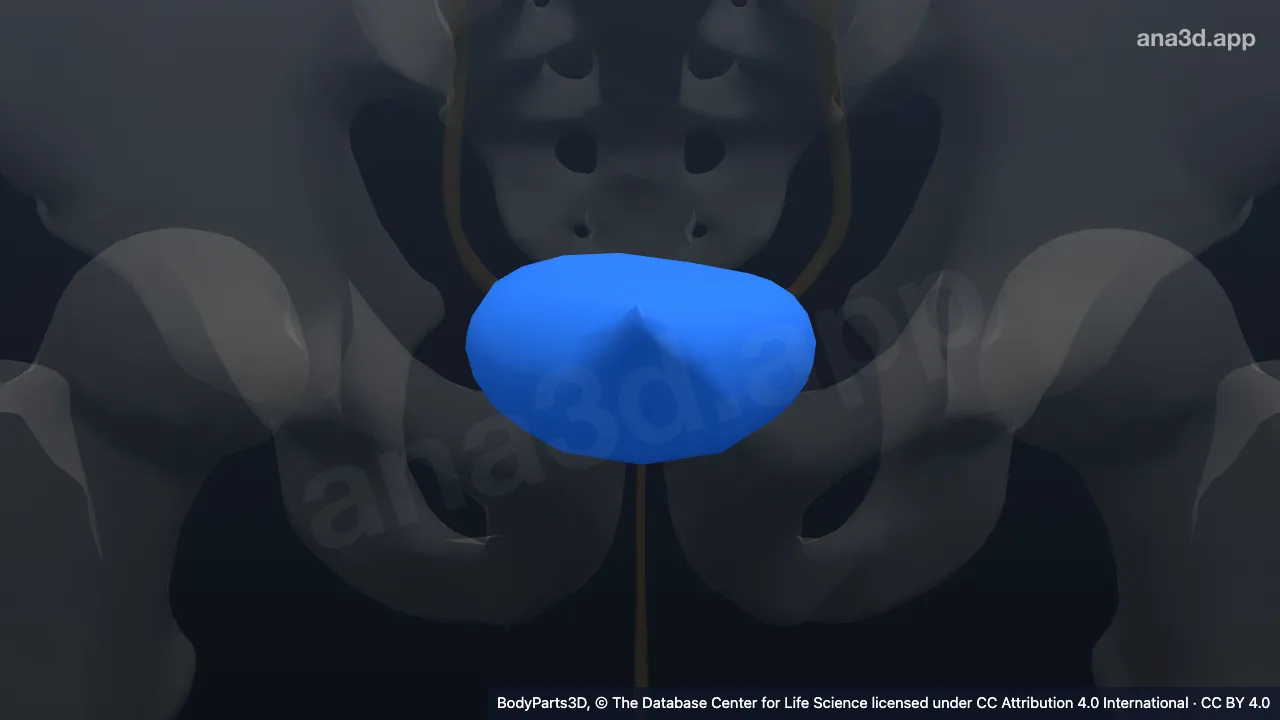 Urinary bladder: anatomy, location and function