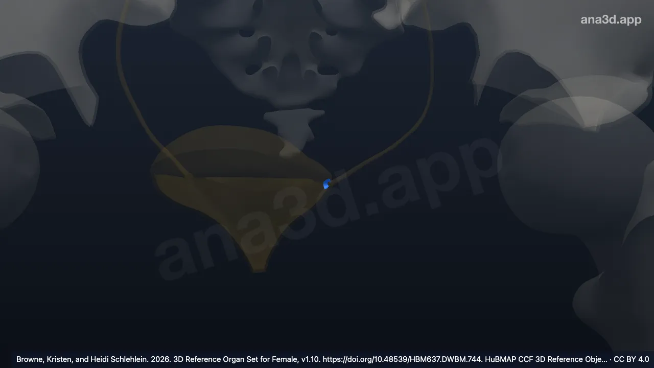 3D model: left ureteral orifice