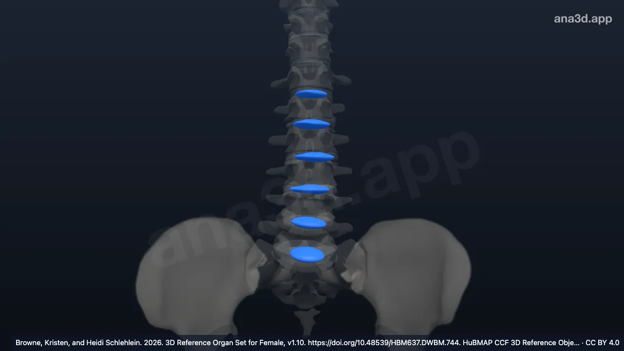 Model 3D: Nukleus pulposus diskus intervertebralis vertebra lumbalis