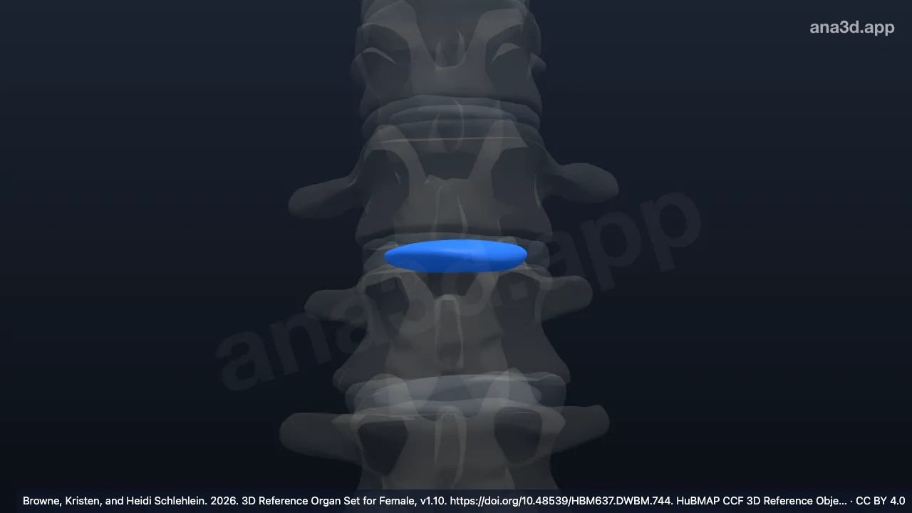 Modelo 3D: Núcleo pulposo do disco intervertebral da primeira vértebra lombar