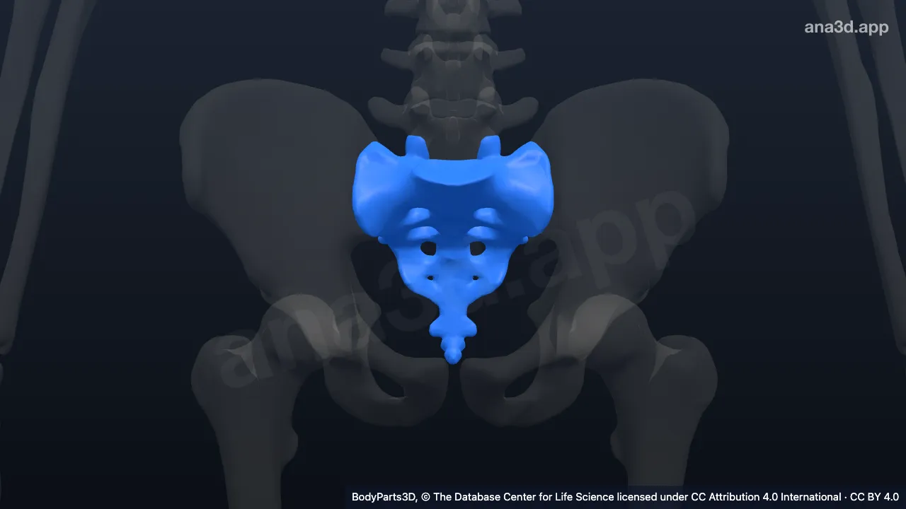 3D model: sacrum