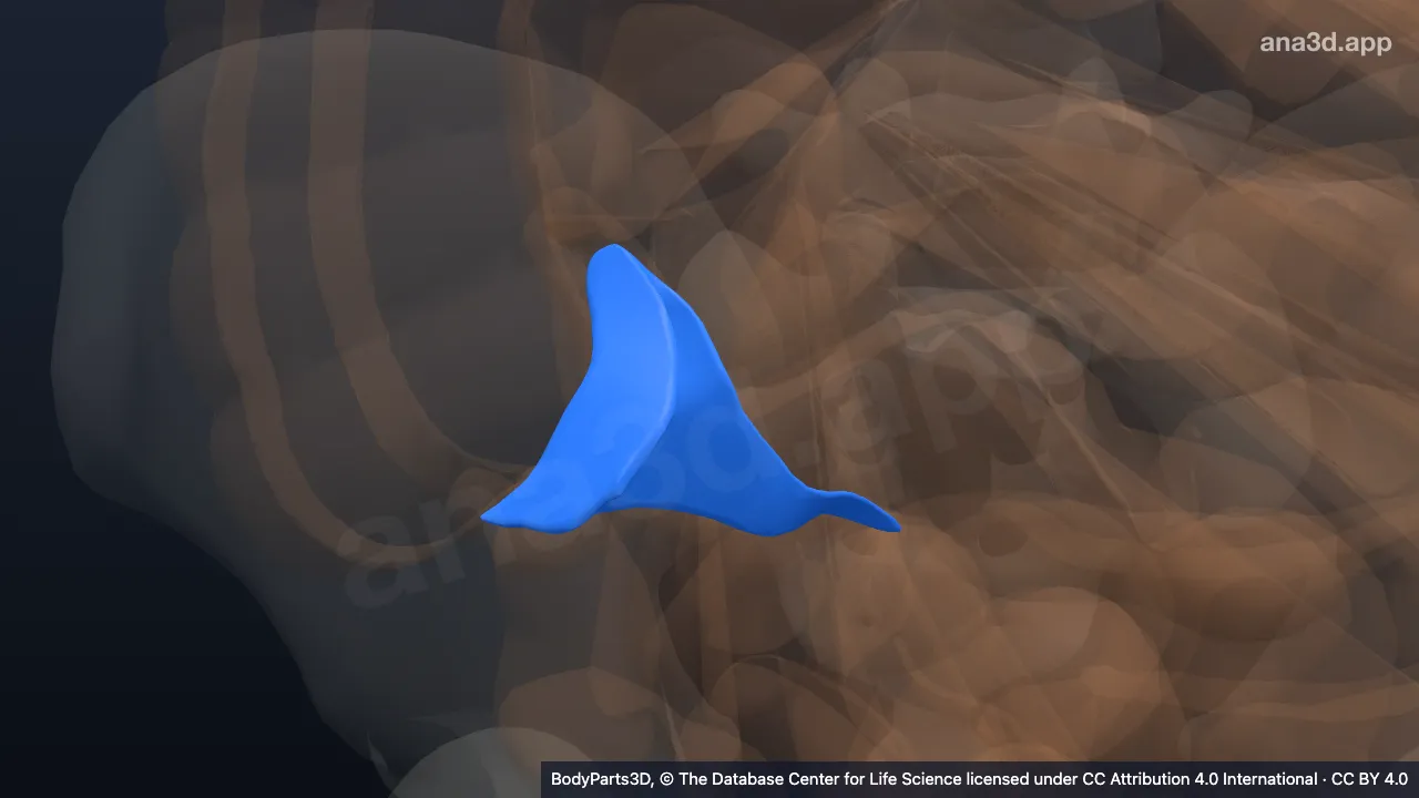 3D model: mesoappendix