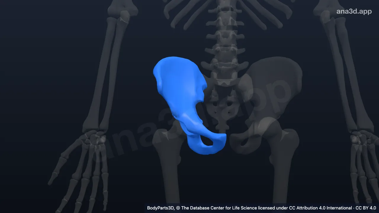 Modelo 3D: Cintura pelviana derecha
