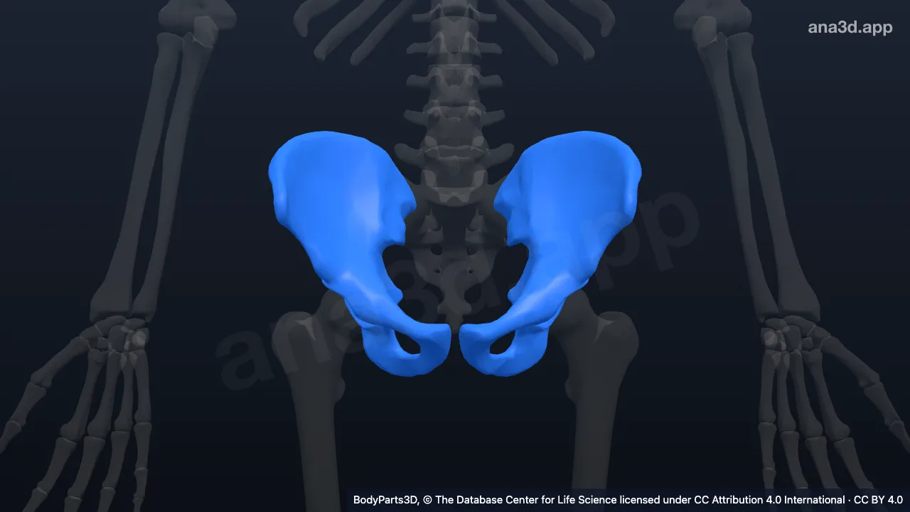 Hip bone: anatomy, location and function