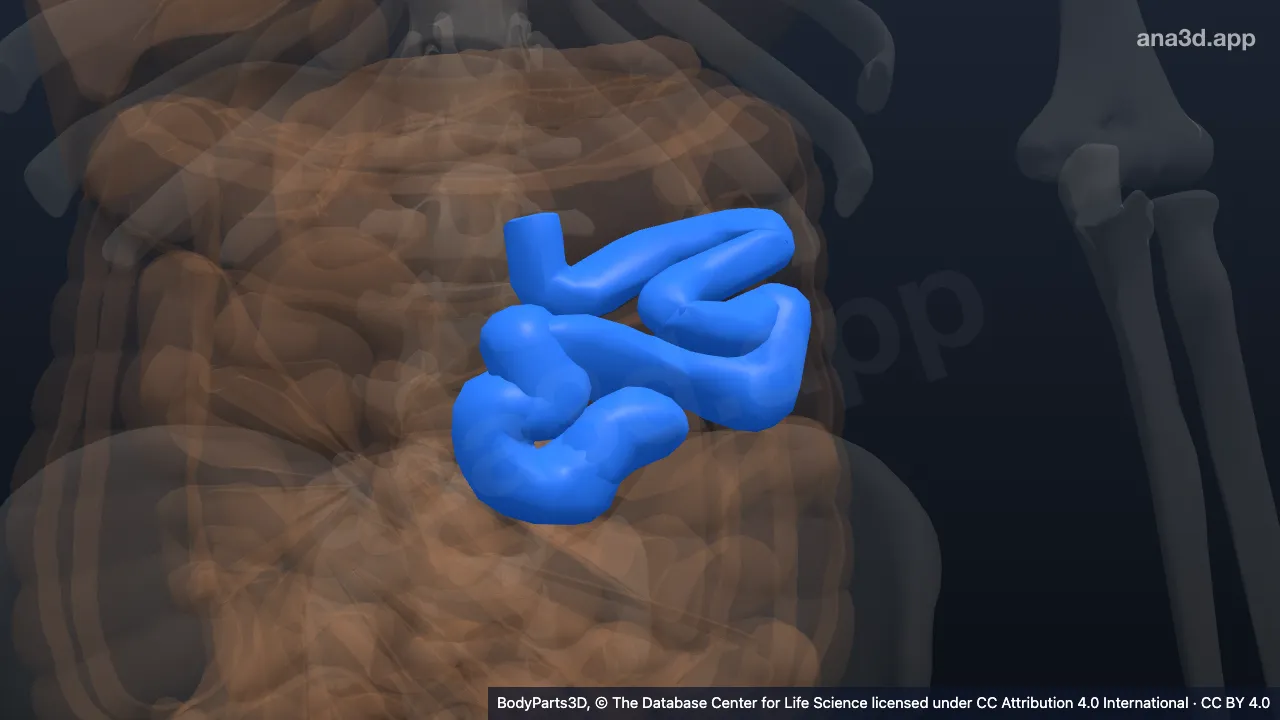 Model 3D: Bagian proksimal jejunum