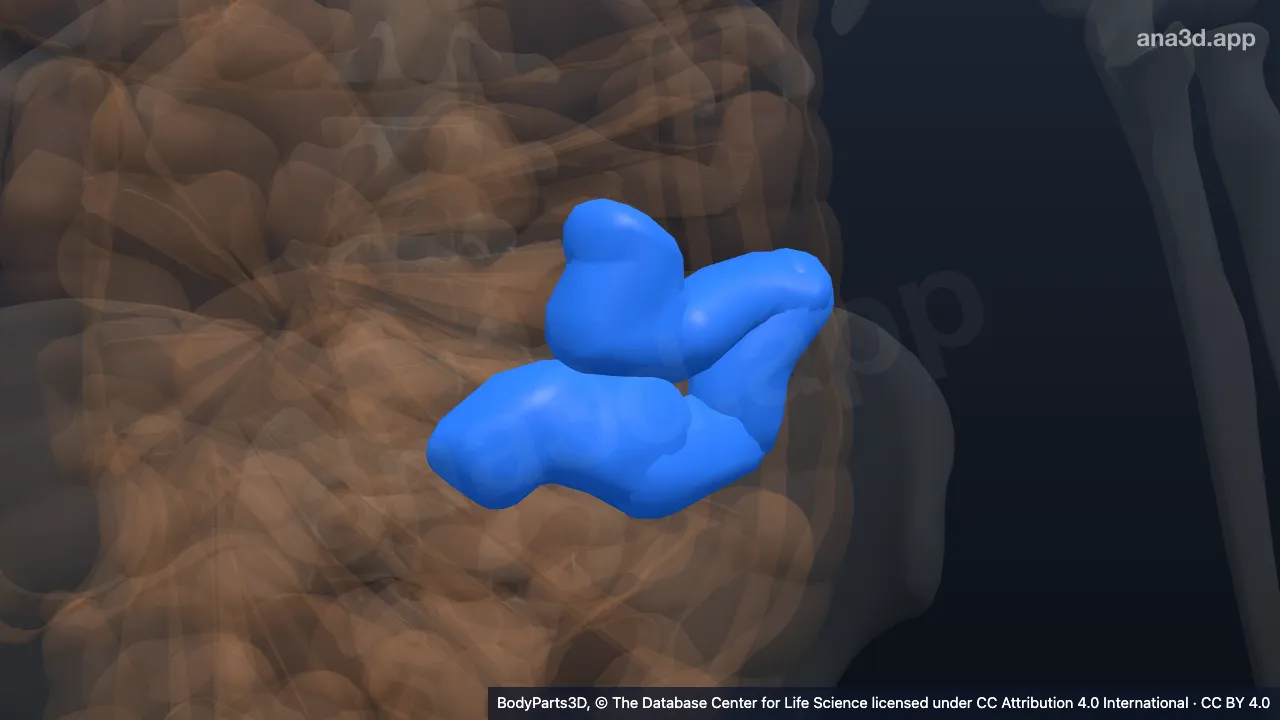 3D-Modell: Mittlerer Teil des Jejunums