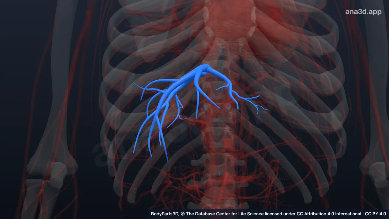 Modelo 3D: Tributaria de la vena hepática